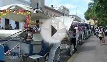 Merida Mexico Horse Carriages For Hire in the Historic